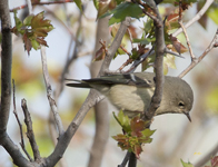 Ruby crowned Kinglet 2225